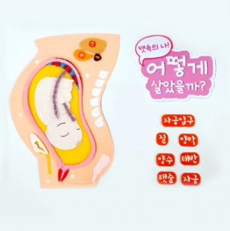 [학습교구] 10개월 된 태아와 부속펠트