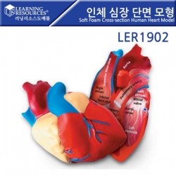 [학습교구] 러닝리소스 인체심장 단면 모형 / LER1902
