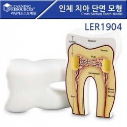 [학습교구] 러닝리소스 인체 치아 단면 모형 / LER1904