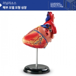 [학습교구] 러닝리소스 해부 모델 모형 심장 / LER3334