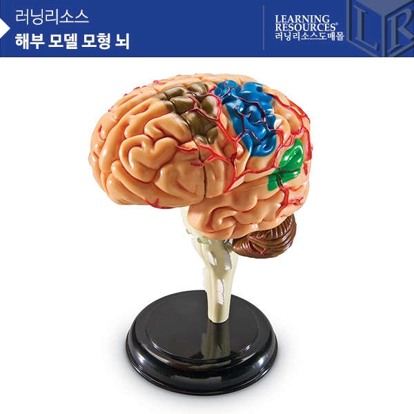 [학습교구] 러닝리소스 해부 모델 모형 뇌 / LER3335