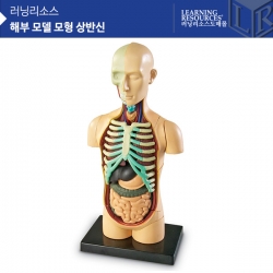 [학습교구] 러닝리소스 해부 모델 모형 상반신 / LER3336