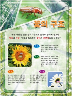 [과학판넬] 꽃의 구조 (옵션선택)