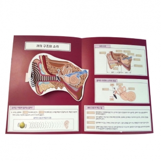 [과학만들기] 인체/ 귀 구조 팝업북 만들기