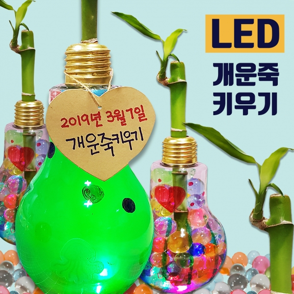 LED 반짝반짝 개운죽 키우기 (5인 세트) (구매 시 봉투, 비즈스티커 증정)