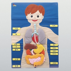 [과학교구] 인체모형 학습 챠트(입체식)