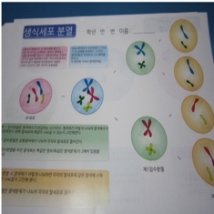 [과학교구] 생식세포분열스티커-10인