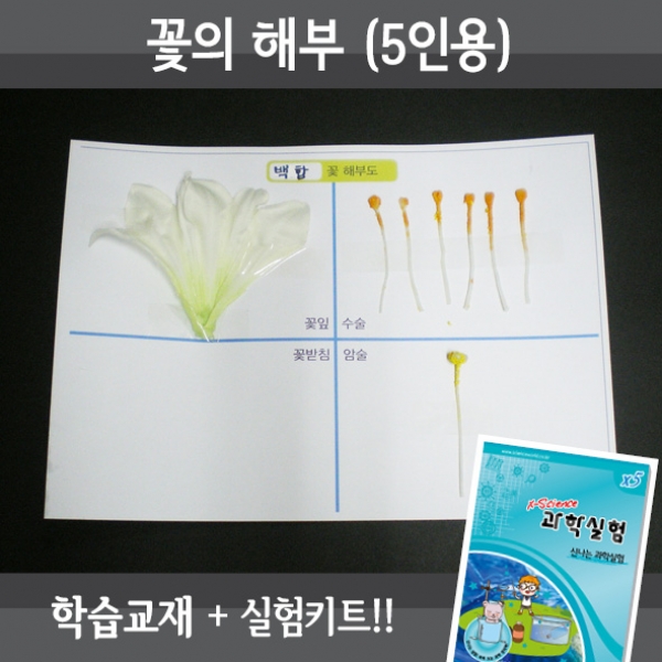 [과학교구] 꽃의해부(5인세트)