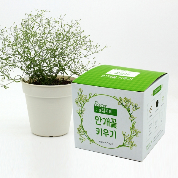 [학습교구] 꽃집사-안개꽃 키우기