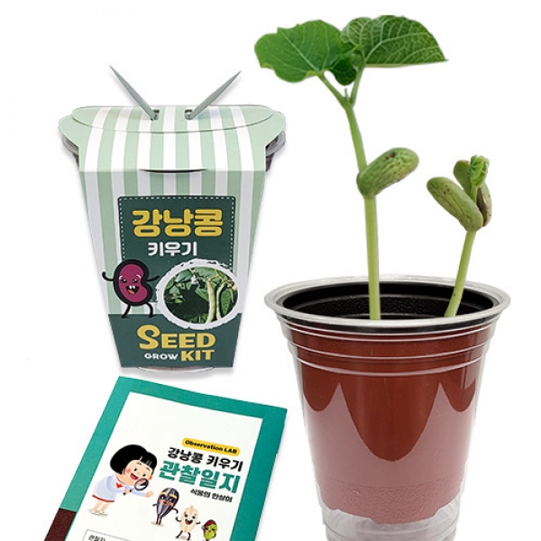 [10+1]두두엠 강낭콩 키우기 (관찰일지 포함) (15개 이상 구매 시 봉투 증정)
