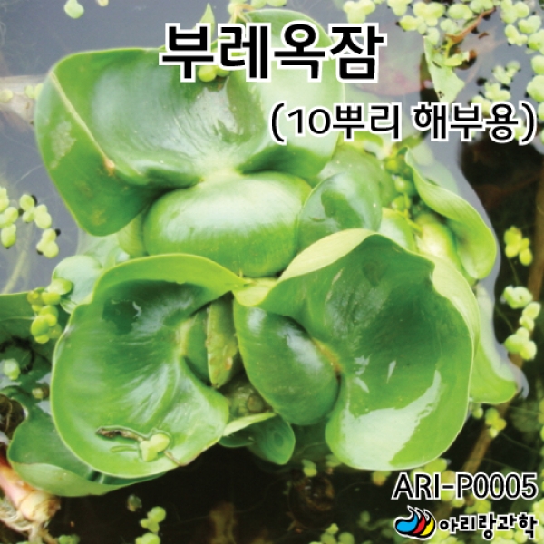 T셀파몰,부레옥잠(10뿌리 해부용)