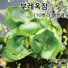 부레옥잠(10뿌리 해부용)