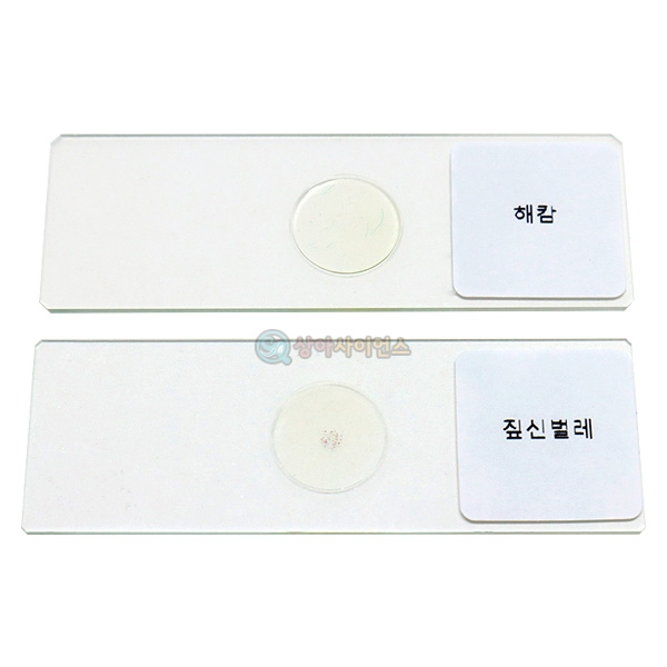 [상아사이언스] 짚신벌레, 해캄 프레파라트(2종1조)