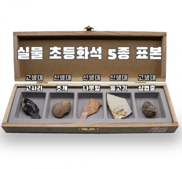 T셀파몰,교과서 실품 화석 5종(고사리, 조개, 나뭇잎, 물고기, 삼엽충)