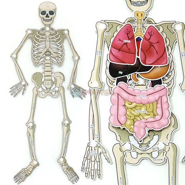SA 인체골격 내부장기모형(1인)