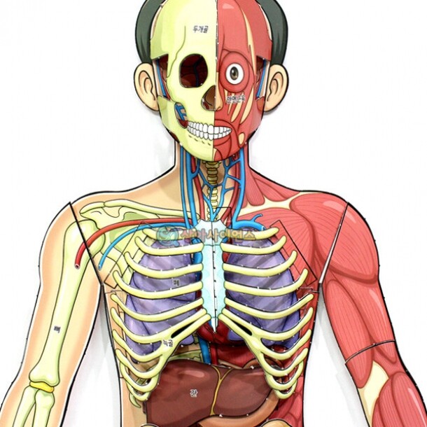 [상아사이언스]인체의 신비 인체 전신 입체모형(1인용 포장)