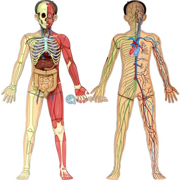 [상아사이언스]인체의 신비 인체 전신 입체모형(5인 세트)