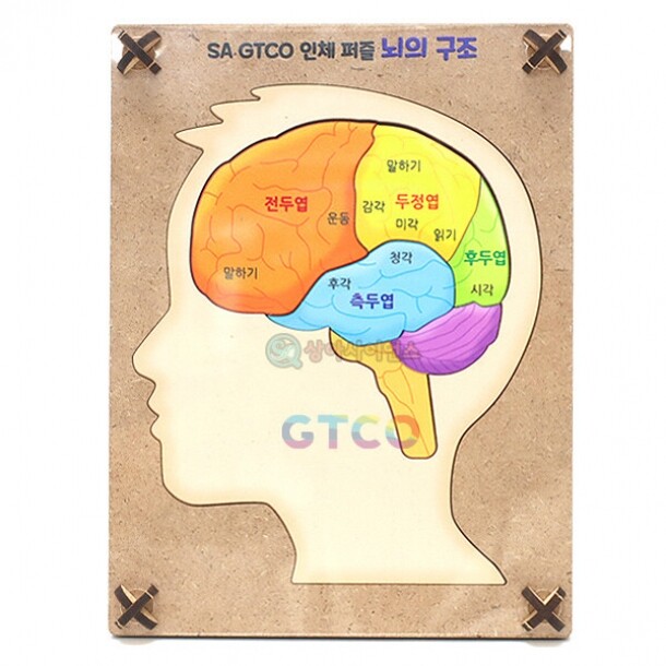 T셀파몰,[상아사이언스] SA GTCO 인체 퍼즐 뇌의 구조(6pcs)(1인용 포장)